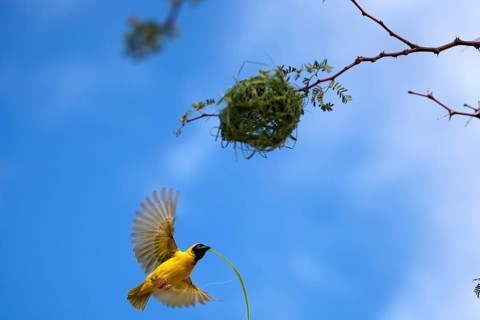 Southern Masked Weaver