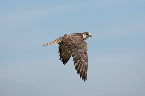 Saker falcon