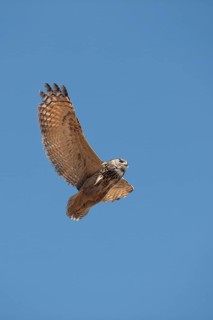 Cape Eagle Owl