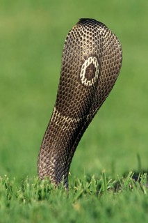 INDIAN COBRA