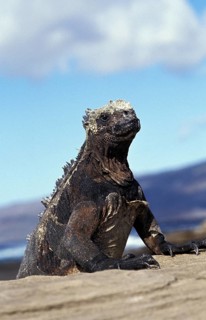 GALAPAGOS SEA IGUANA