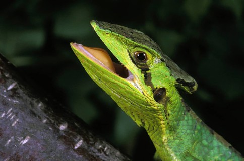 Casqued iguana
