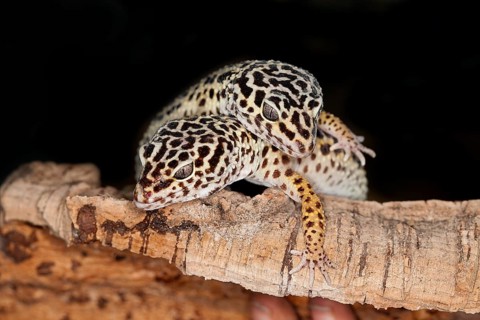 LEOPARD Leopard gecko