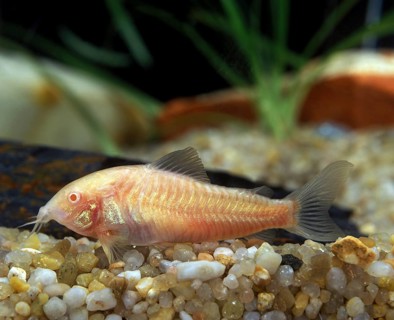 Marbled Cory