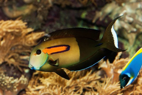 Orange spotted surgeonfish