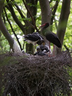 Black Stork