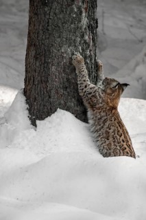 Eurasian lynx