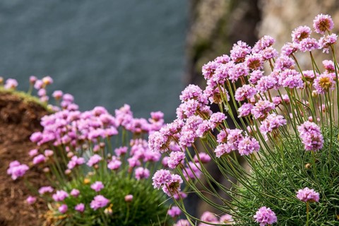 Sea pink