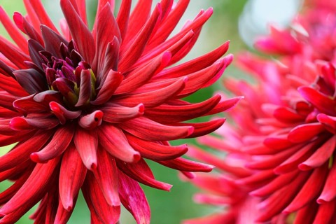 Dahlia
