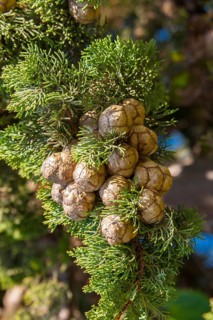 Column cypress