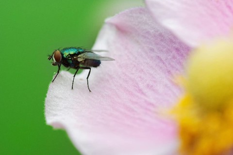 Golden fly