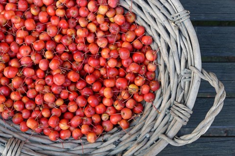 Fruits of the European crab apple
