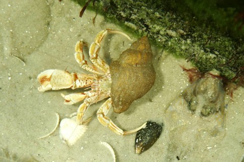 Hermit crab