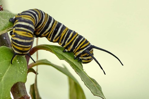Caterpillar of the monarch butterfly