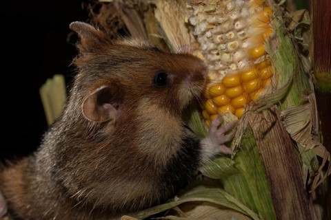 European Hamster