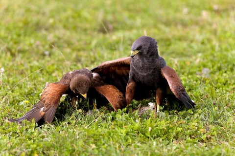Harris's hawk