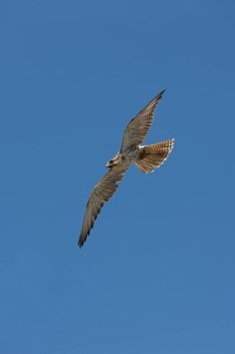 Saker falcon