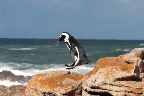 Gentoo penguin or African penguin