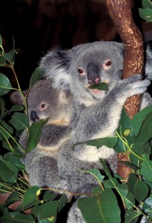 KOALA