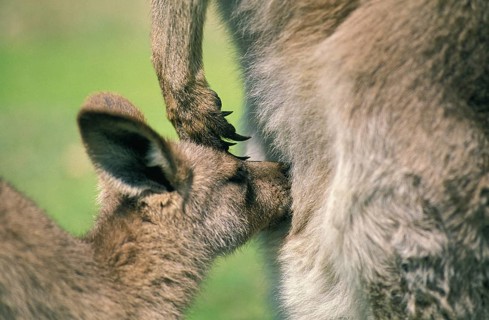 Eastern grey kangaroo