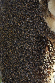 Wild bee swarm