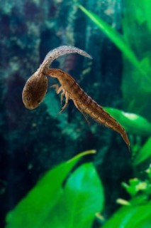 Great Diving Beetle