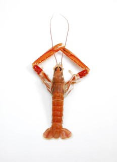 DUBLIN BAY PRAWN OR NORWAY LOBSTER OR SCAMPI ephrops norvegicus ON A WHITE BACKGROUND