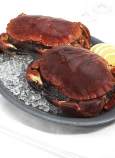 Fresh crab