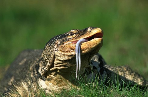 Water Monitor