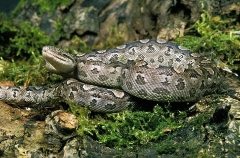 Argentine rainbow boa