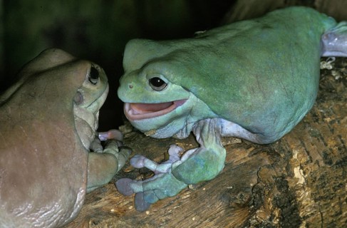 WHITE Australian green tree frog