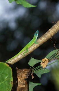 Green anole lizard or Carolina anole