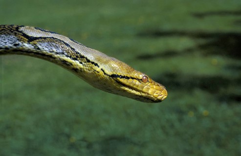 Reticulated python