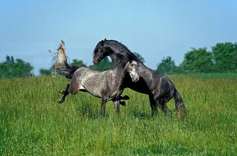 Lusitano stallion
