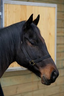 English Thoroughbred Horse