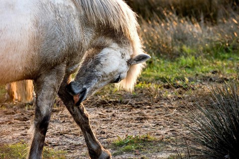 Camargue horse