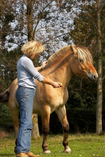 NORWEGIAN FJORD HORSE