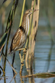 Little bittern