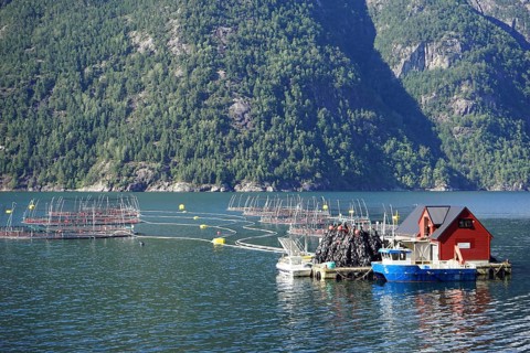 Maurangerfjord