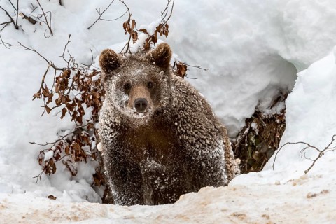 One-year-old European brown bear