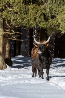 Heck cattle