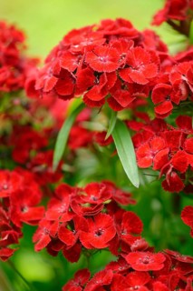 Sweet william
