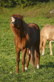 Icelandic Pony