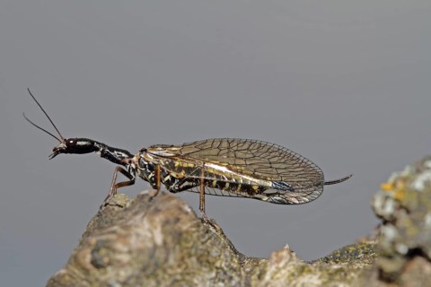 Camel neck fly