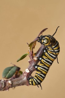 Caterpillar of the monarch butterfly