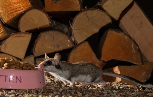 Garden dormouse
