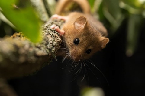 Hazel dormouse