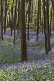 Bluebells