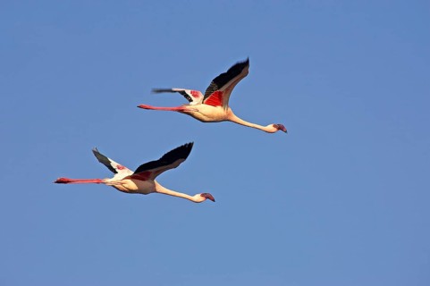 Lesser Flamingo
