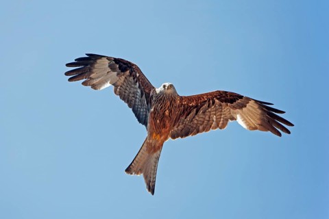 Red kite